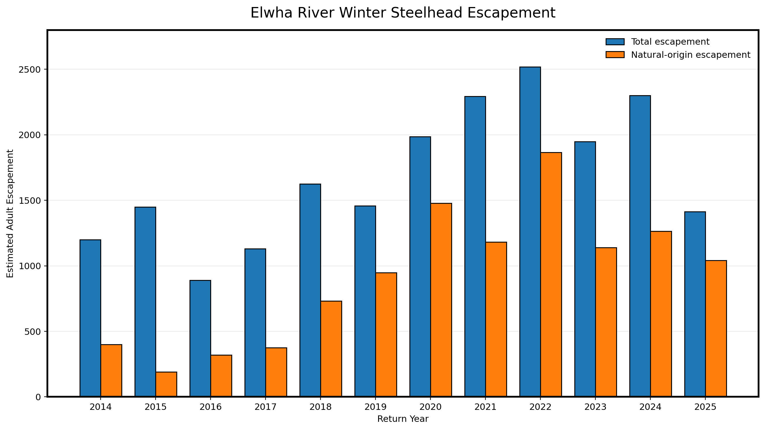 Winter steelhead